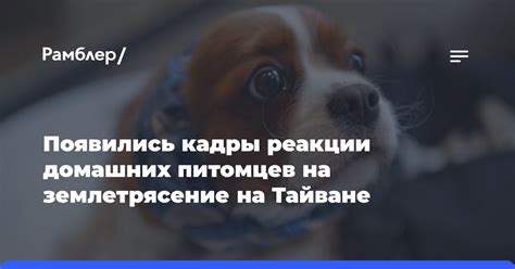 Профилактика возникновения негативной реакции на домашних питомцев