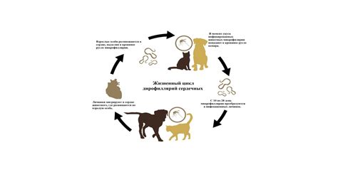 Профилактика заболеваний у кошек