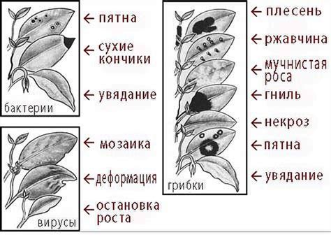 Профилактика и борьба с вредителями и болезнями