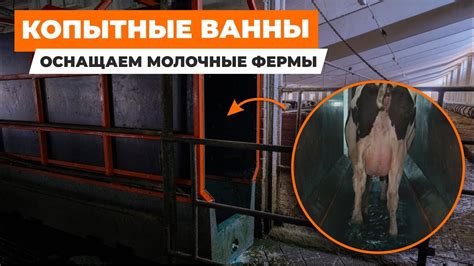 Профилактика повреждений копыт