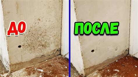 Профилактика появления плесени и грибка в помещении