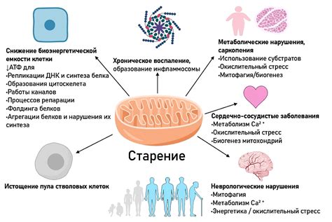 Процессы, происходящие в митохондриях