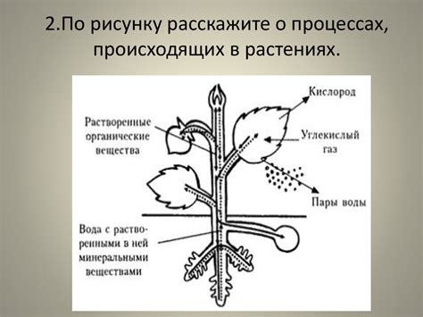 Процессы в растениях