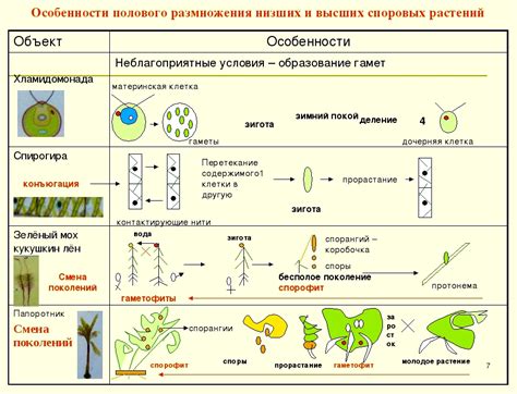 Процессы размножения и роста в организме: важность и особенности