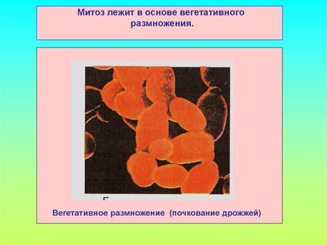 Процессы регенерации