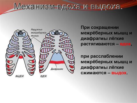 Процесс вдоха и воздействия лекарства