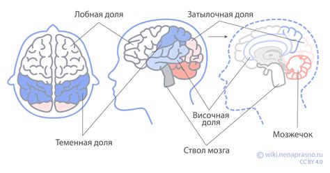 Процесс дренажа в головном мозге