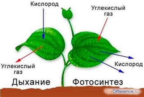 Процесс дыхания в организме растений
