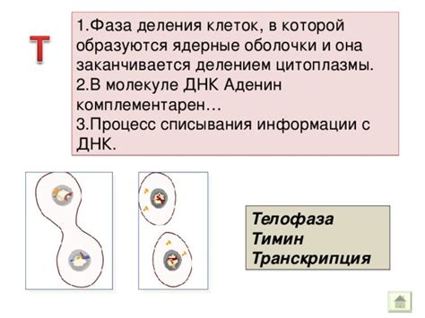 Процесс концентрации и десконцентрации цитоплазмы