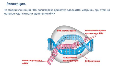 Процесс образования и перемещения ИРНК в клетке