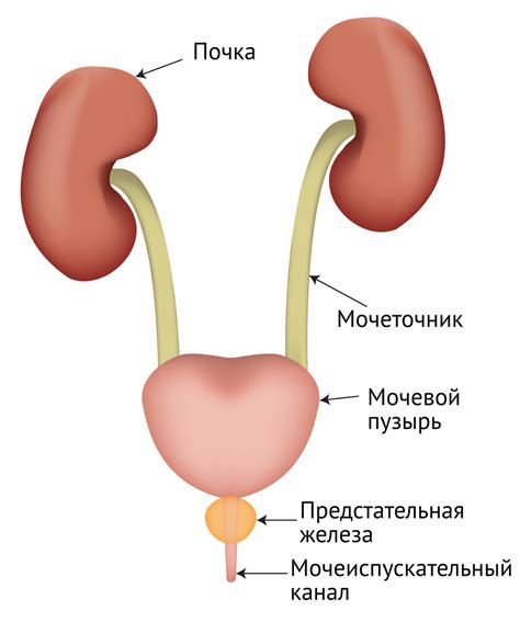 Процесс образования протеинов в моче