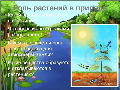 Процесс оптимальной рассадки растений в область взаимодействия
