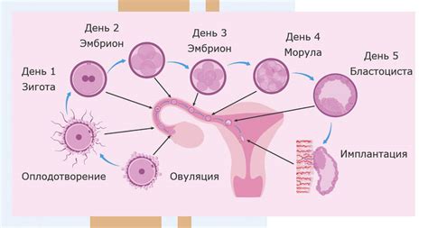 Процесс пересадки своей яйцеклетки: этапы и особенности