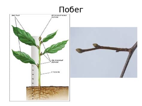 Процесс пересадки семян