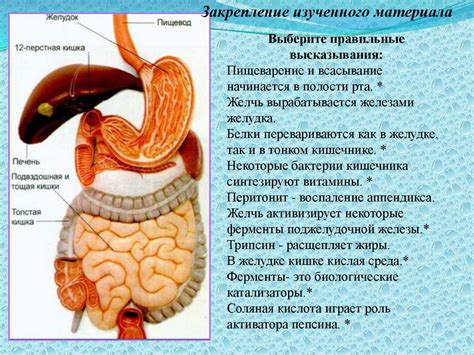 Процесс пищеварения в рубце