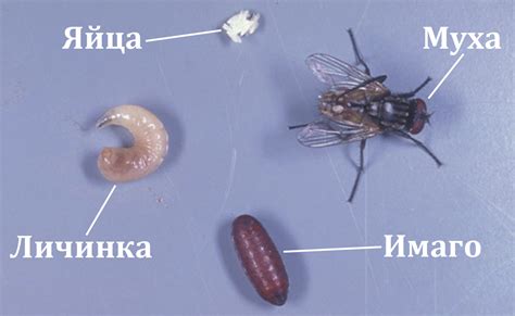 Процесс размножения мух