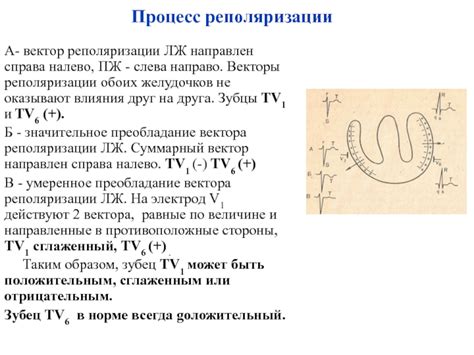Процесс реполяризации