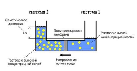 Процесс тургорного давления