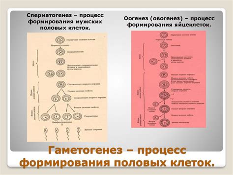 Процесс формирования клеток
