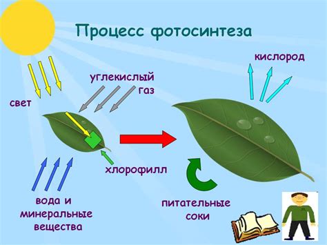 Процесс фотосинтеза