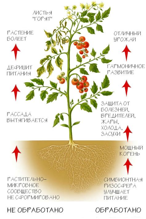 Процесс цветения рукколы: его суть и значение
