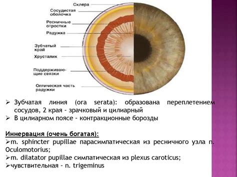 Прошлое и распространенность замечательного глазного пигмента