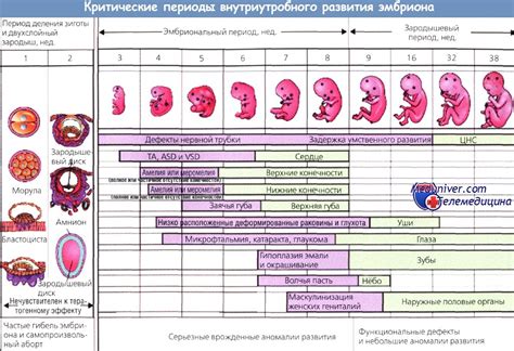 Проявления схваток в разные периоды беременности