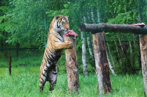 Птенец-хищник: особенности кормления