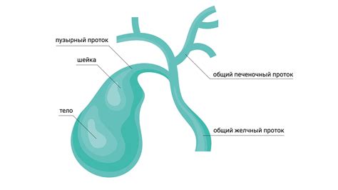 Пузырь и его особенности