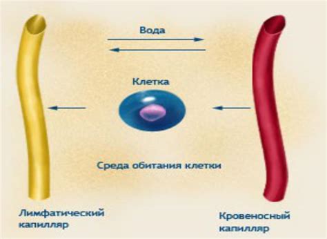 Пути поступления