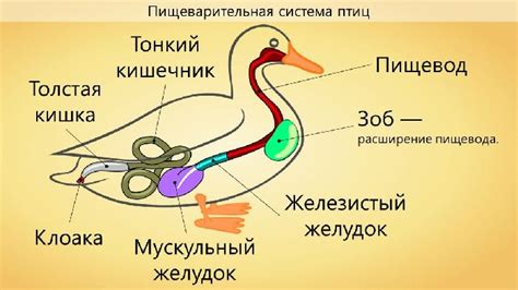 Работа желудка у птиц: ферментативная обработка и химическое переваривание