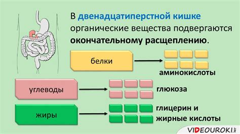 Работа ферментов и разложение пищи