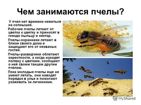 Рабочие пчелы и их задачи
