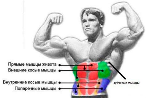 Развивайте все аспекты пресса: верхний, нижний и боковые мышцы