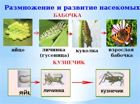 Развитие и распространение