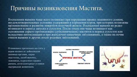 Развитие кистозного мастита при нарушении архитектоники