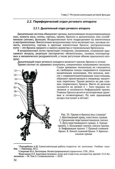 Развитие речи у детей: физиологические основы