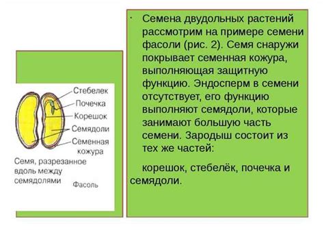 Развитие семенной (семенистой) плодошейки