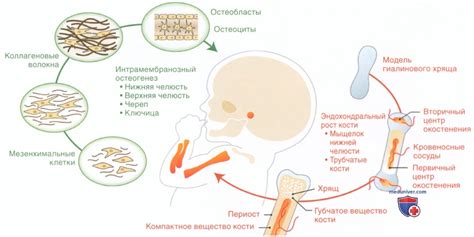 Развитие хрящевой ткани и его влияние на процесс роста кости