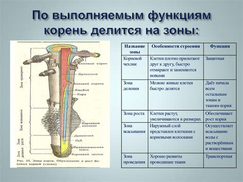Разделите кормушку на зоны