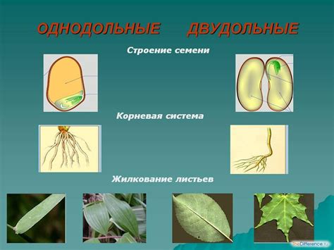 Различие в форме листьев