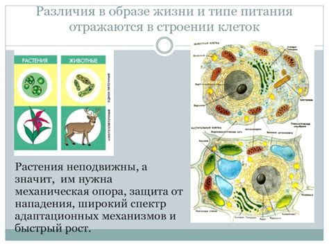 Различия в образе жизни