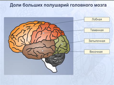 Различия в размере мозга между темной и европеоидной расой