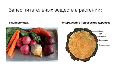 Различия в содержании питательных веществ