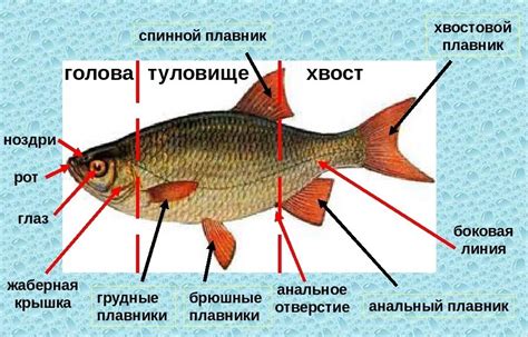 Различия между костями в морском языке и других видов рыб