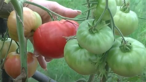 Различия по вкусу и аромату