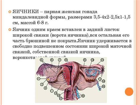 Размеры и уникальные черты анатомии: 