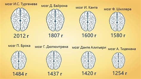 Размер мозга у представителей темной и европеоидной рас