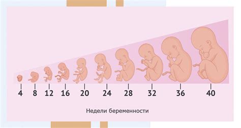 Размер плода: как оценивают и влияют на прогноз развития