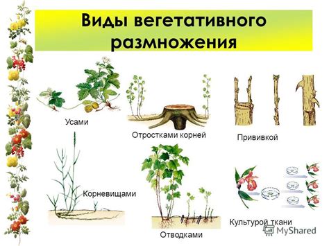 Размножение и продление жизни растения: секреты успешного сохранения эшшольций
